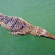 Illustration for article titled Sunday Crocodilian - Crocodylus johnstoni Edition
